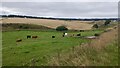 Cattle beside the Burn of Sandyhillock