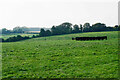 SU3927 : Black cattle near Farley Farm by Bill Boaden