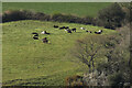 Cattle above the Wash valley