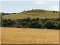 Barley beside the Teviot, Branxholme