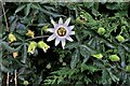 Blue passionflower in a roadside hedge, New Cut, Westfield