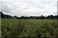 Scarning Water Meadows, Scarning