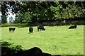 Cattle in pasture