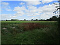 Field of sugar beet near South Scarle