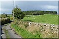 Sheep in pasture near Auchencairn