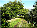 SE0810 : Chestnut tree on the path alongside the catchment drain, Meltham by Humphrey Bolton