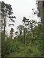 Pine trees in Billingside Plantation