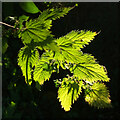 Nettle, Redland Green