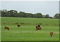 Cattle in pasture