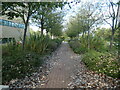 Early leaf fall, Coventry University Technology Park