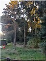 Fir trees in Grovelands Park, Southgate