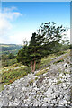 SD4388 : Yew and Ash on Whitbarrow Scar by Andy Waddington