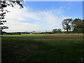 Autumn sown crop near Cranhill Farm