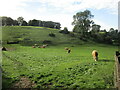 Cattle grazing near Sludge Hall Farm