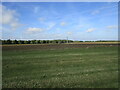 Airstrip, power lines and shelter belt