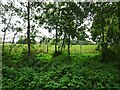 Smestow School Field Scene