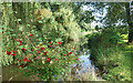 TL8045 : River Stour at Bower Hall by Des Blenkinsopp