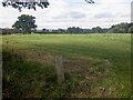 Grass near Hindford