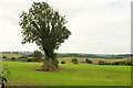 Tree on field boundary near Broadhempston