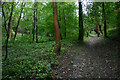 Ascent through Quarry Wood, Cookham Dean