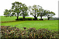 Trees along a hedge, Tonnagh Beg