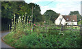 Hollyhocks on the Corner