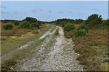 SU2900 : Path on Setley Plain by David Martin