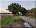 Brascote Lane towards Newbold Verdon