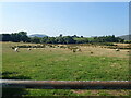 Sheep pasture south of Island Road