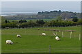 Sheep and pasture at Abergwyngregyn