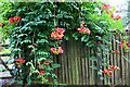 A trumpet vine (Campsis sp.) at Lossenham Lodge Newenden