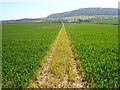 Footpath through a field of wheat