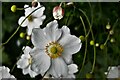 Hare Hill (National Trust): Clematis  in the Walled Garden