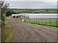 NS7952 : Glasshouses at Trotterbank Nurseries, Wishaw by wrobison