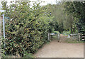 Western entrance to Borthwood Copse