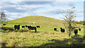NZ0931 : Black cattle below West Knotty Hill by Trevor Littlewood