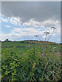 Green fields near Leominster