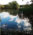 Pond: South Haugh