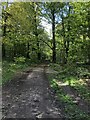 Path through Bilberry Wood