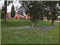 Autumn crocus