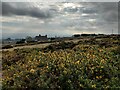 Gorse bushes on Clee Hill