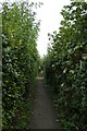 Path on Hempland Lane Allotments