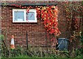 Virginia creeper on brick wall, Robertsbridge