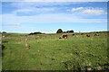 SK1467 : Cattle by Blackwell Lane by Bill Boaden