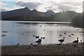 Ducks and Geese at Derwentwater in Keswick