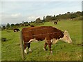 Brown and white cattle below Mow Cop