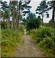 J2721 : View NNE along the Crocknafeola Wood path by Eric Jones
