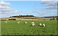 Sheep grazing at Caldrongill