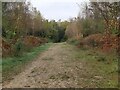 Woodland Ride in the Great Wood