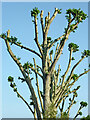 SJ9422 : Regenerating poplar trees (detail) near Stafford by Roger  Kidd